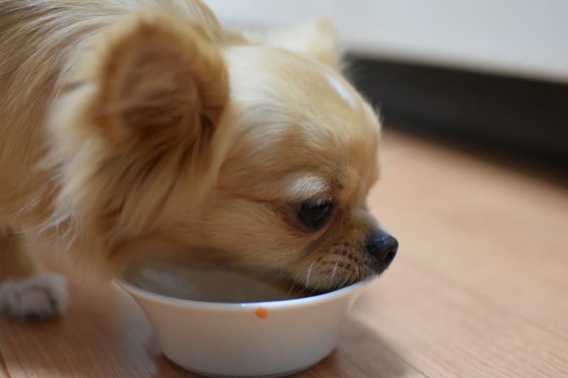 食餌指導