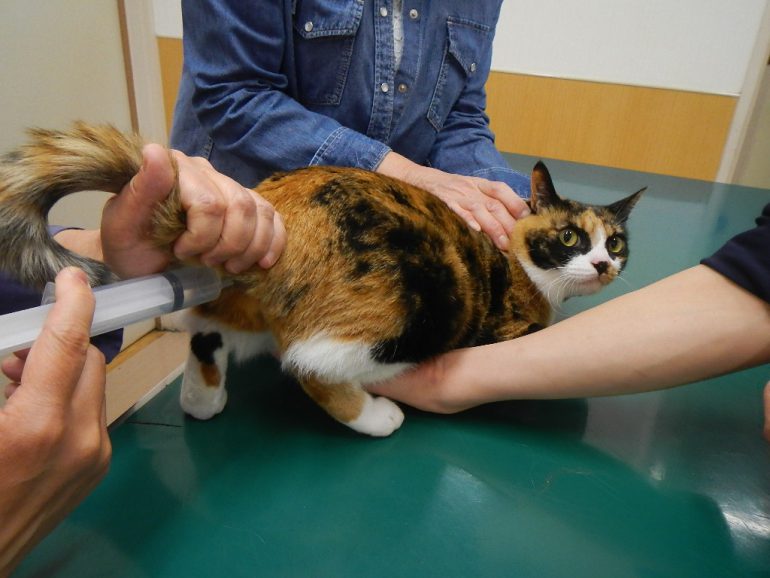 猫オゾン療法　注腸法　