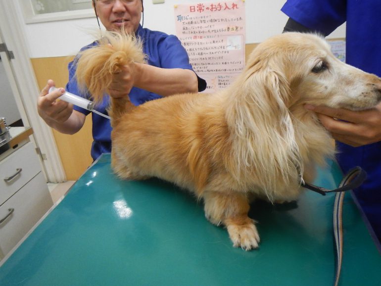 犬　オゾン療法　注腸法　枚方市